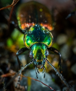 Foto Makro serangga invertebrata fotografi makro
