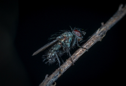 Macro insect fly invertebrate Photo