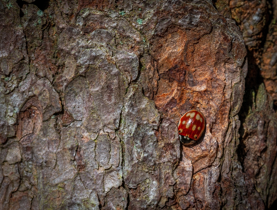 Macro insetto coccinella rock