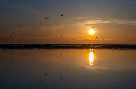 Foto Pôr do sol água gaivotas reflexões
