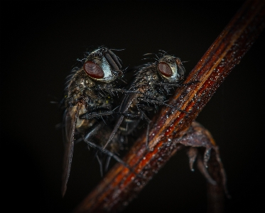 Foto Makro serangga terbang fotografi makro
