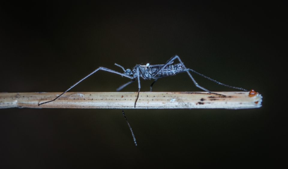 Macro insect invertebrate photography