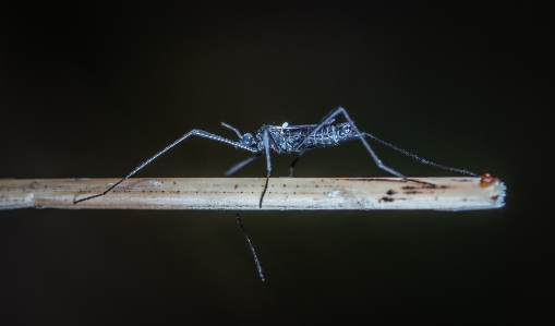 Macro insect invertebrate photography Photo