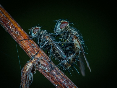 Foto Makro serangga lalat invertebrata