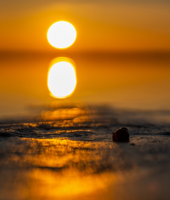 Tramonto acqua conchiglia sole