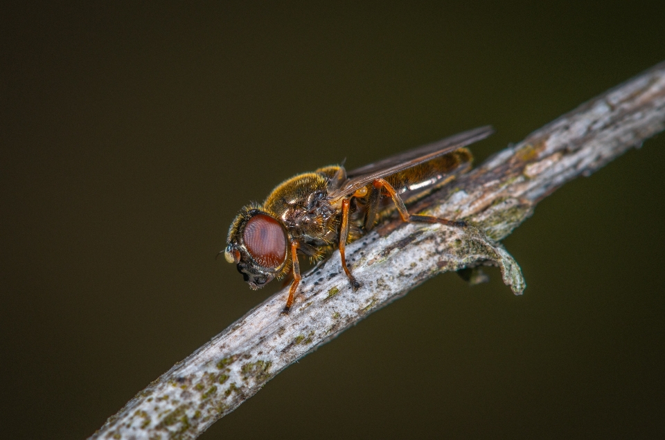 Macro insetto fotografia macro
 peste