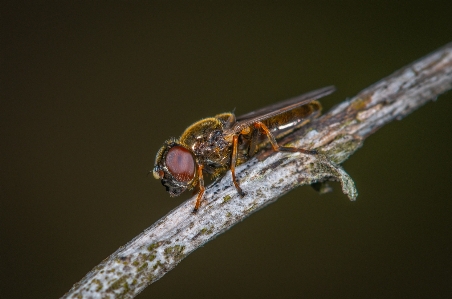 Macro insect photography pest Photo