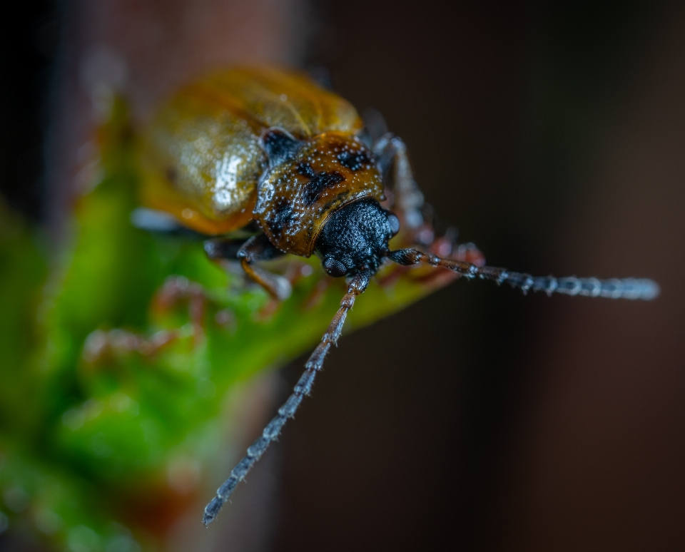 Macro insect bug photography