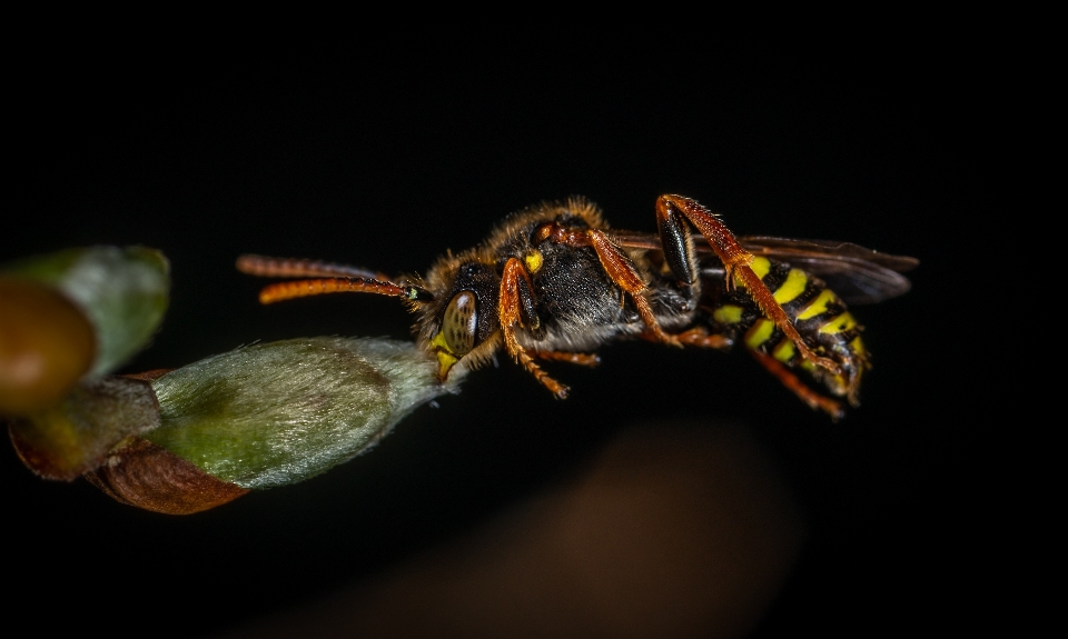 Macro insect wasp photography