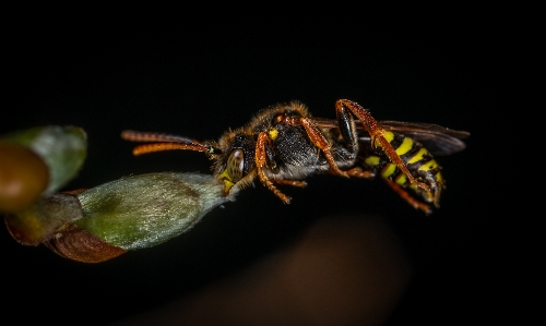 Foto Makro serangga tawon fotografi makro
