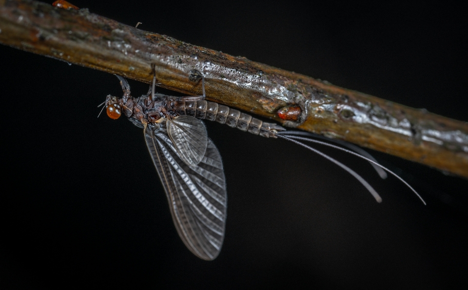 Makro serangga invertebrata fotografi makro
