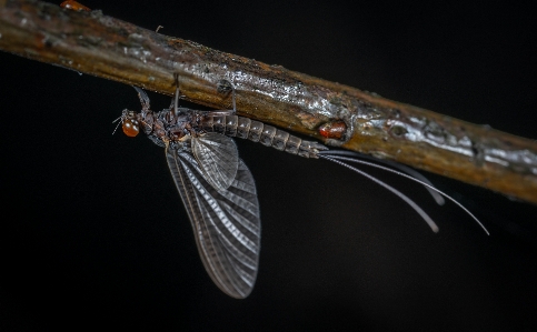 Foto Makro serangga invertebrata fotografi makro
