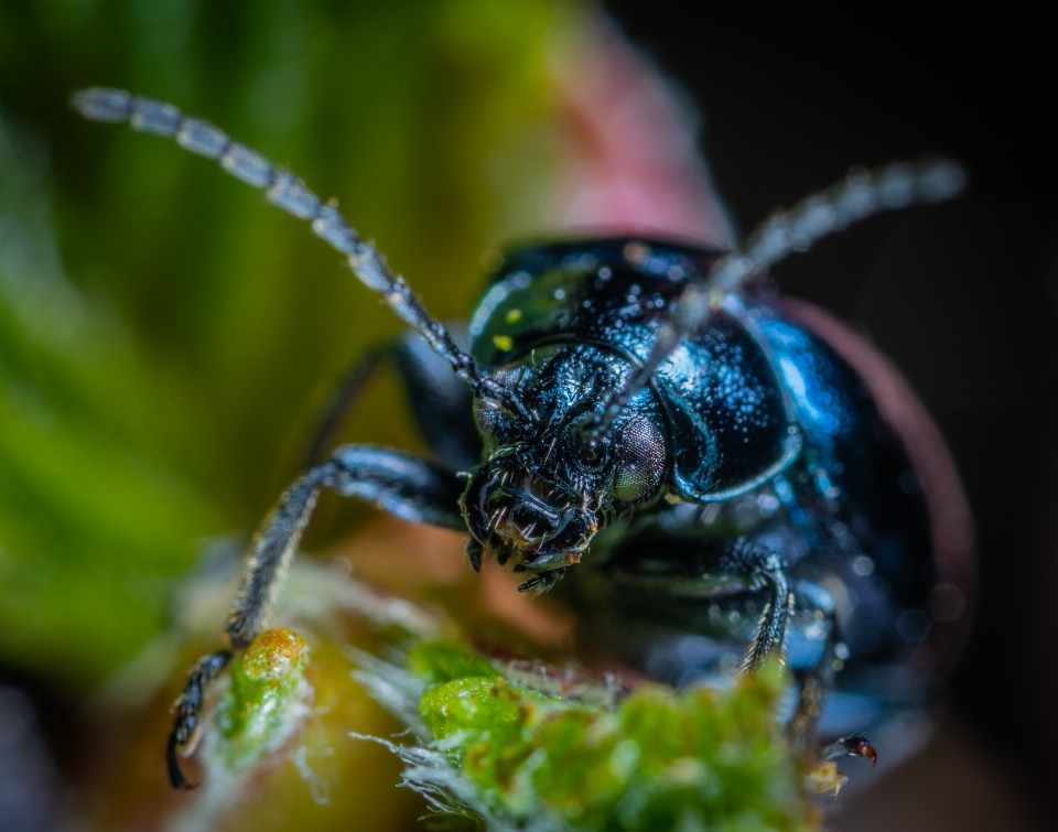 Macro insect bug photography