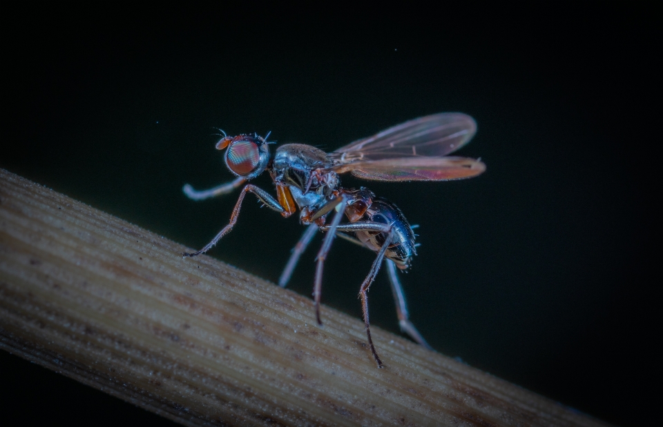 Macro insect fly invertebrate