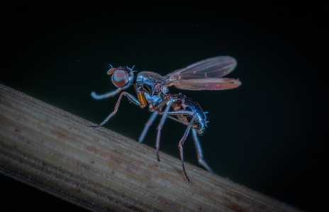 Macro insect fly invertebrate Photo