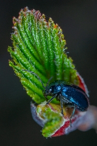 Foto Makro serangga fotografi makro
 invertebrata