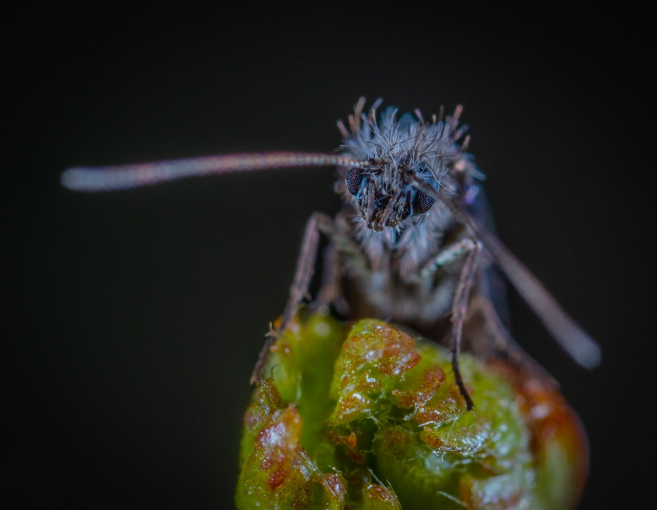 Macro insect hair portrait