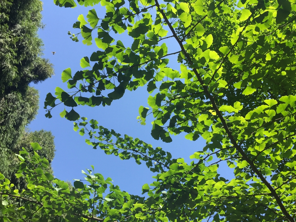 Tree leaf vegetation branch