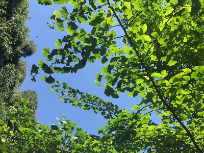 Tree leaf vegetation branch Photo