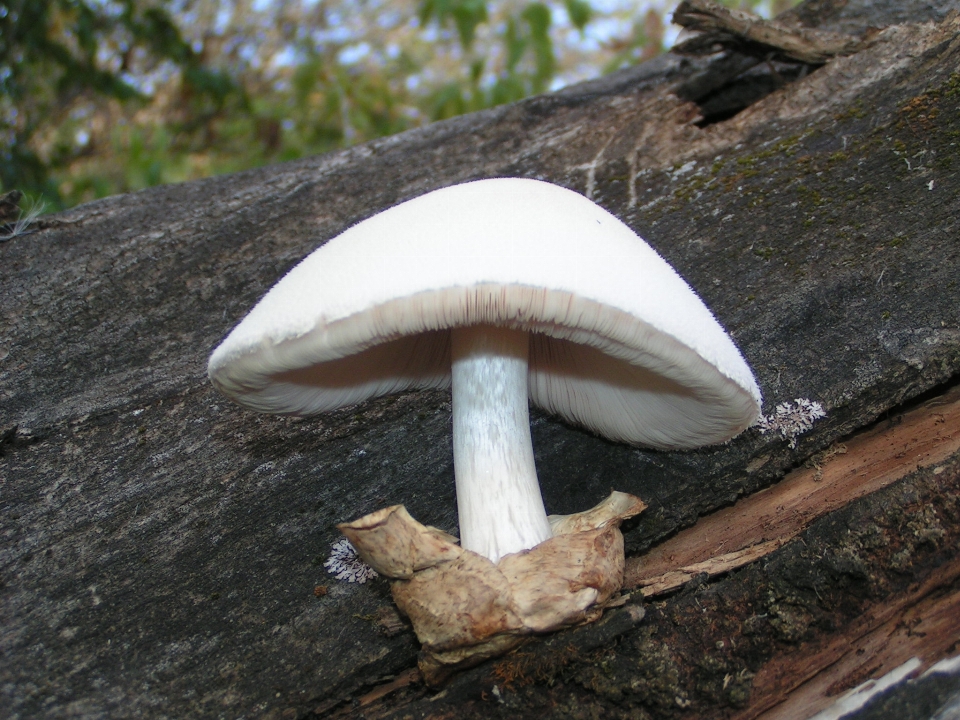 Flora mushroom fungus agaricaceae