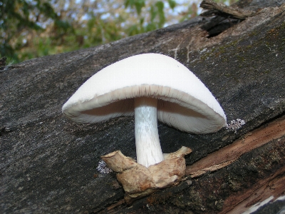 Flora mushroom fungus agaricaceae Photo