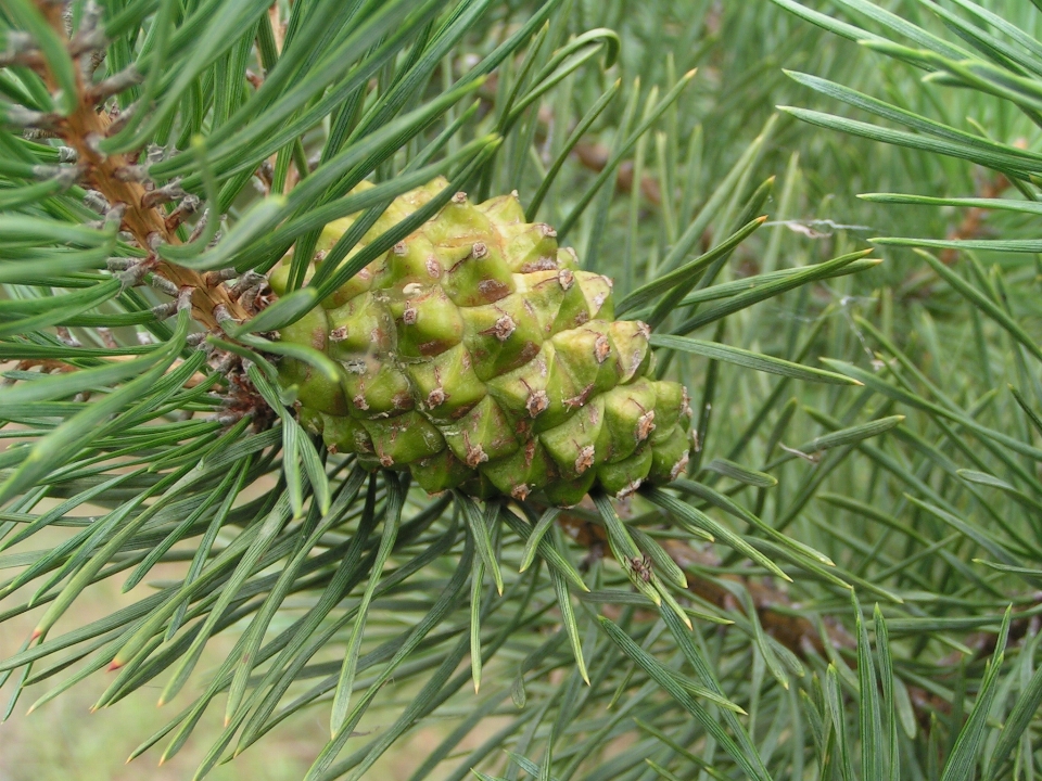 Flora pine family tree conifer cone