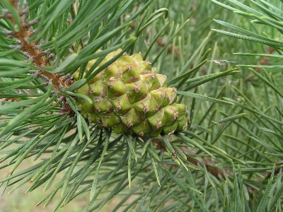 Flora pine family tree conifer cone Photo