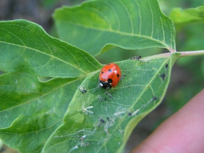 Foto Fauna serangga kumbang kecil