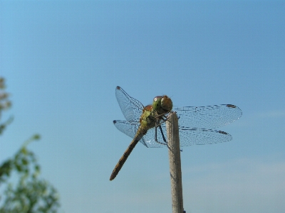 Foto Fauna capung serangga dan damseflies
