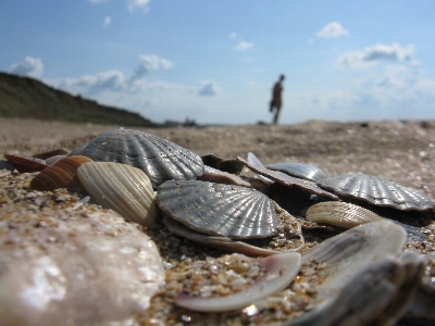 Sand herzmuschel
 muschel muscheln Foto