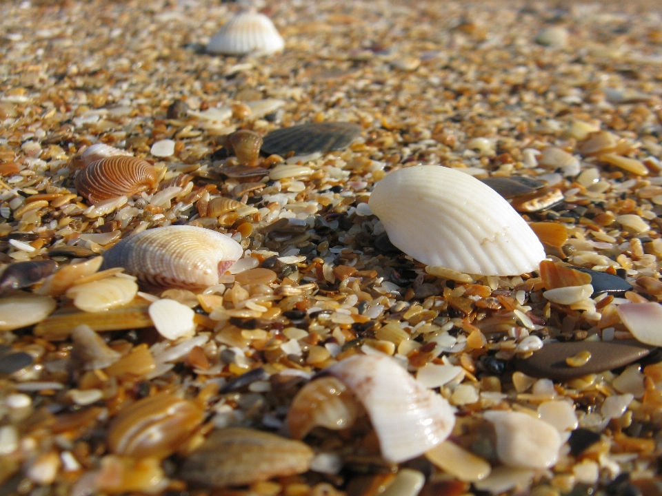 Pasir kerang laut kerut
