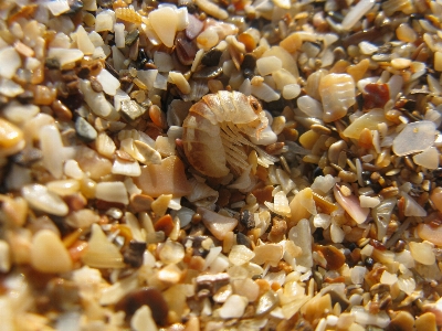 Sand muschel mischung
 tierische lebensmittel
 Foto