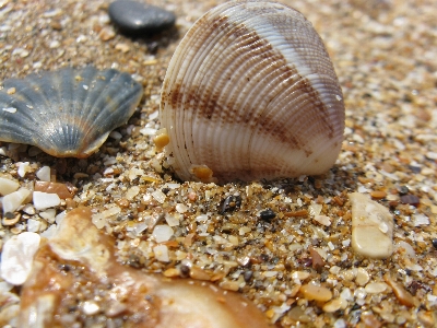 Sand conchologie
 herzmuschel
 muschel Foto