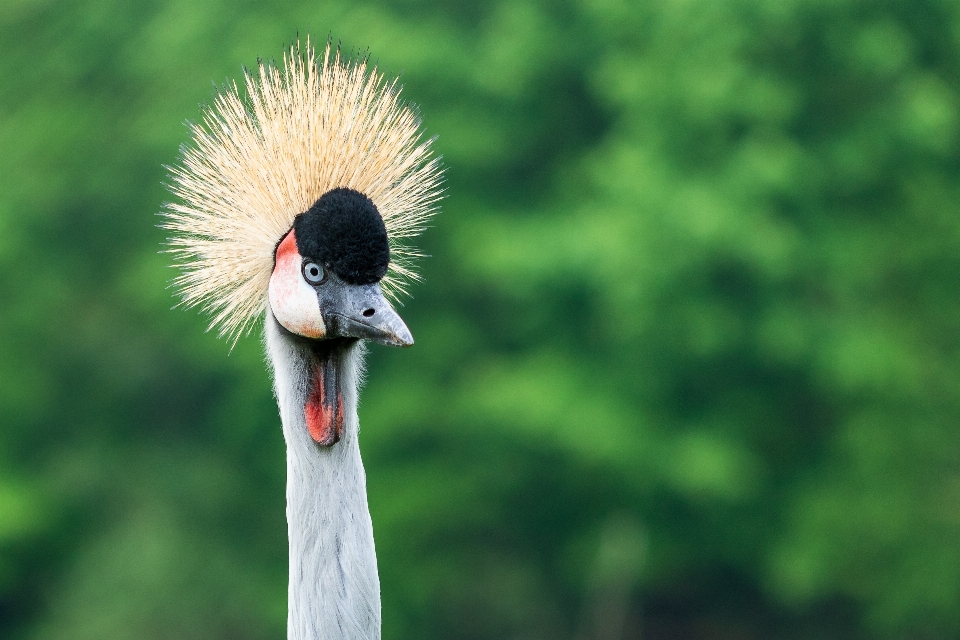 Des oiseaux nature observation oiseaux
 la photographie