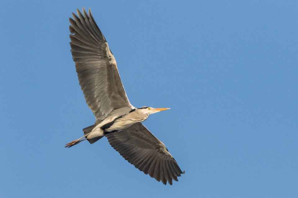 Des oiseaux nature observation oiseaux
 la photographie