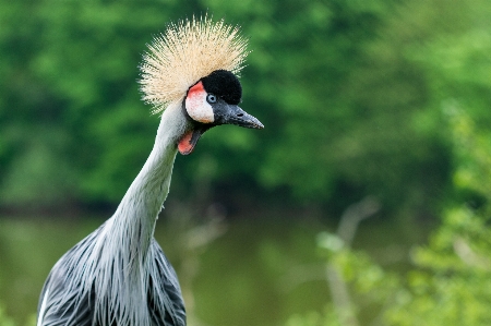 Birds nature bird watching photography Photo