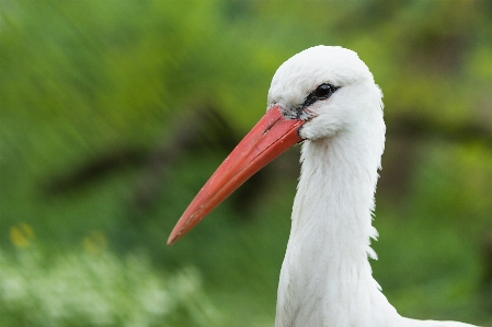 Birds nature bird watching photography Photo