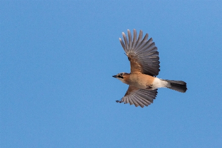 Birds nature bird watching photography Photo