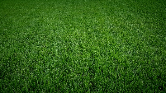 Grass green mow outdoors Photo