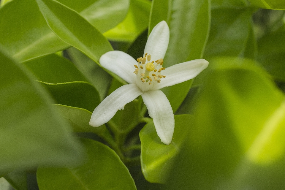 橙子 花 植物 绿色的