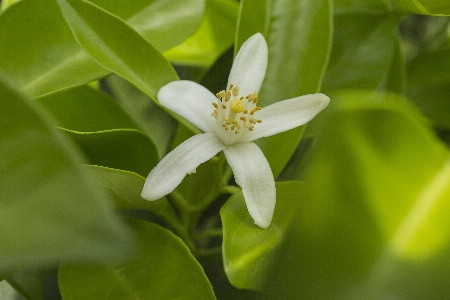 オレンジ 花 植物 緑 写真