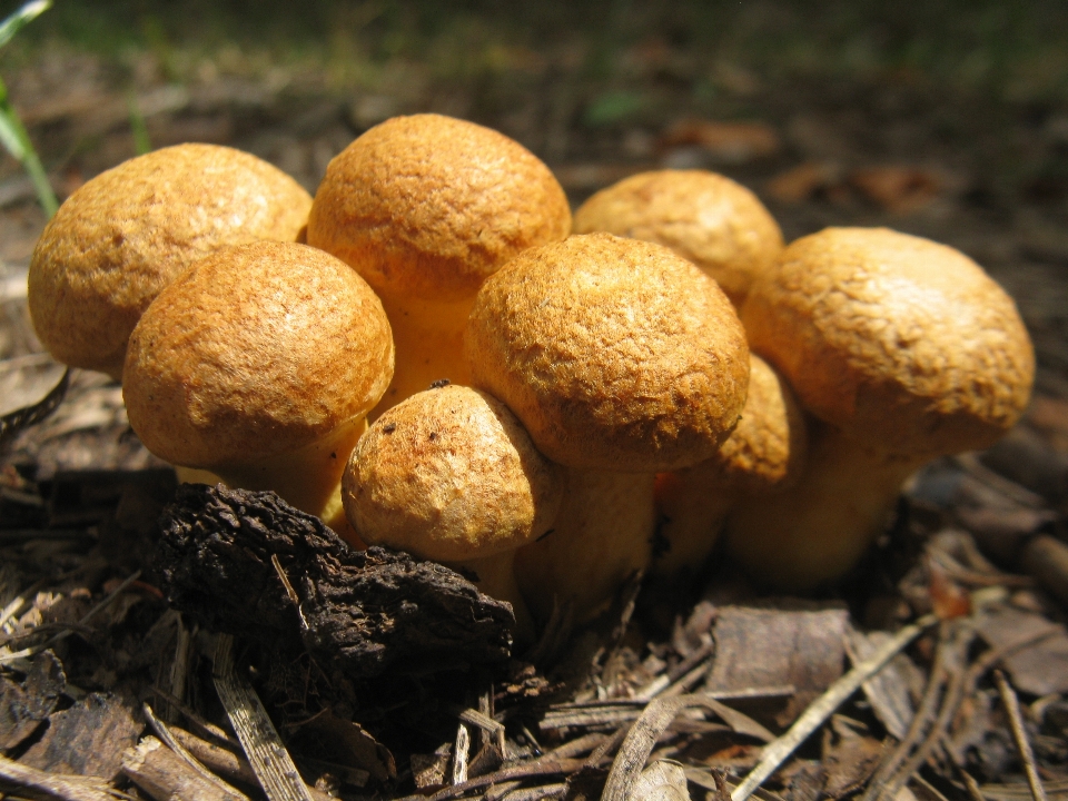 Mushrooms flora mushroom fungus