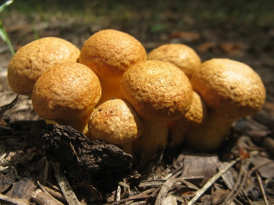 Foto Funghi flora fungo fungo
