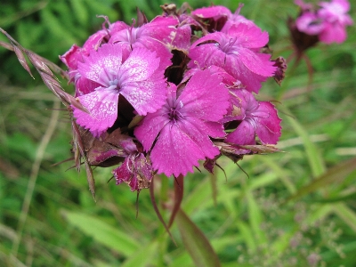 Foto Grama flora flor plantar