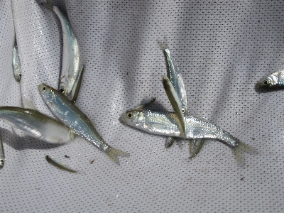 Fish fauna sardine fishing bait Photo