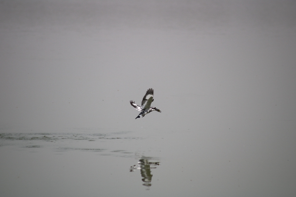 Martin-pêcheur
 eau fauna oiseau