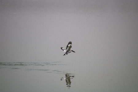 Kingfisher water fauna bird Photo