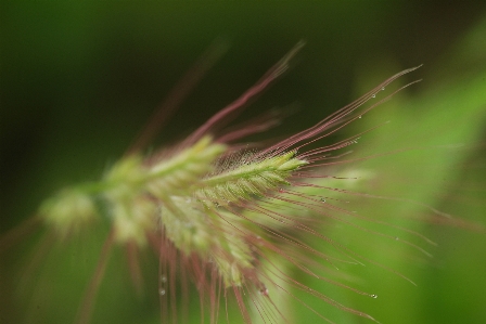 Close up photography vegetation grass family Photo