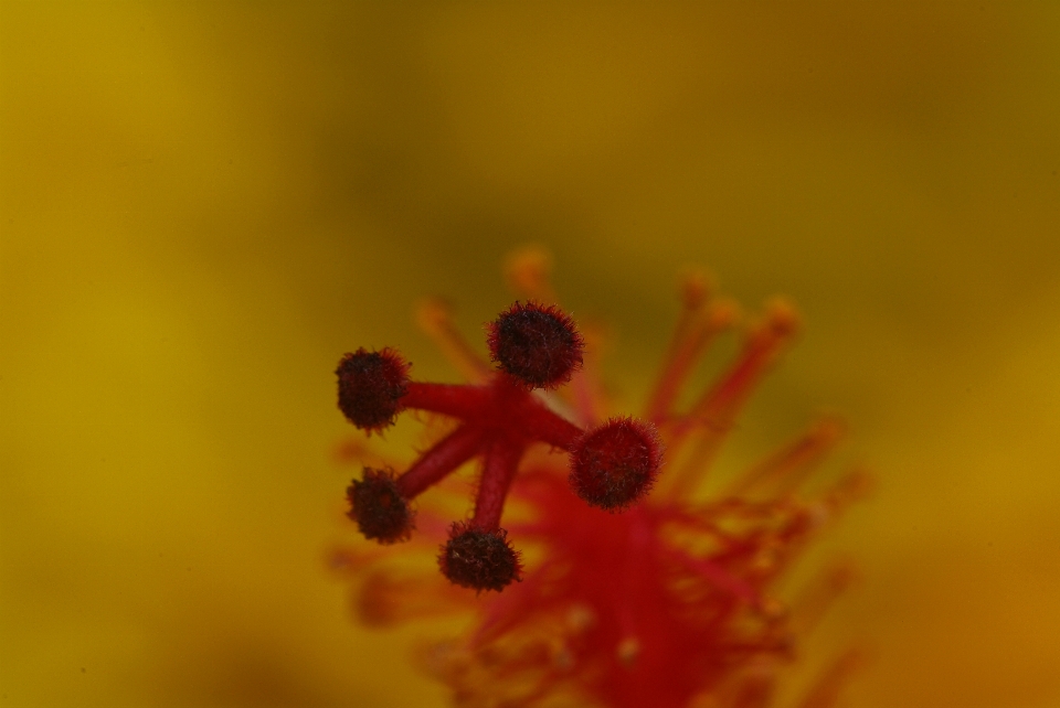 Close up photography macro flower