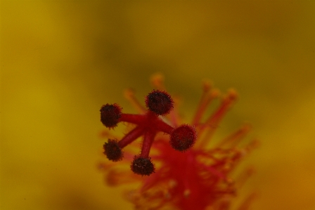 Close up photography macro flower Photo